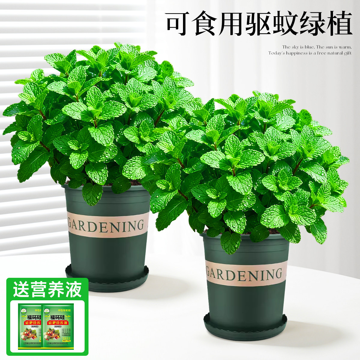 With simple planting pot