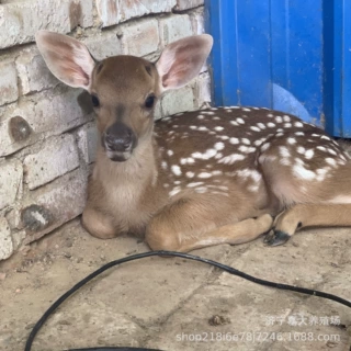 小梅花鹿鹿仔多少钱一只 梅花鹿吃什么 哪里有梅花鹿养殖场 鹿崽
