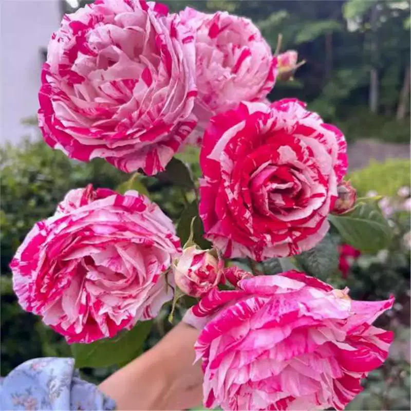 Роза с насыщенным ароматом розы, большая полосатая роза, устойчивая к болезням, подходит для посадки в горшках во дворе или на балконе, многоголовый цветок.