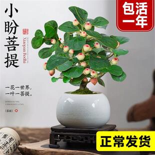 Little Bodhi Tree Potted Plant with Fruits Green Plant Indoor Zen Bonsai Office Flower Plant Desktop Easy-To-Care Ornament