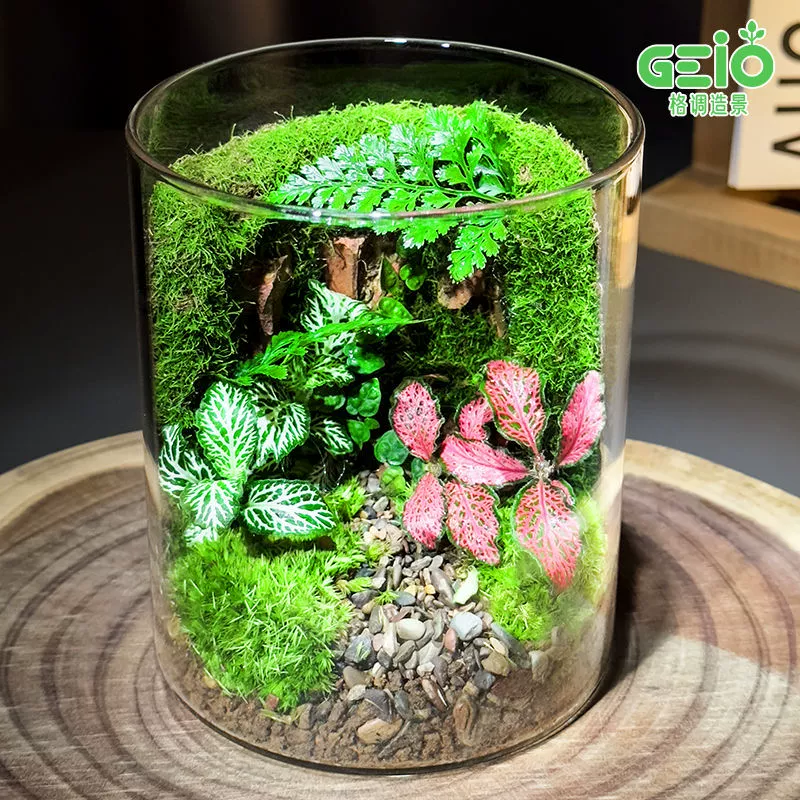 [Буш в чашке] Готовый микроландшафт, настольная экологическая бутылка, мох, креативная маленькая чашка для домашних животных, ленивое настоящее зеленое растение