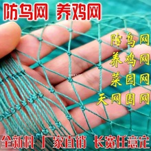 山鸡尼龙网养鸡网菜园拦鸡网网围家禽鸡网米网防养殖网护栏网