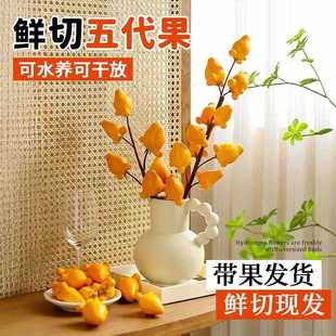 五代同堂黄金果鲜花云南直发五袋果福禄果鲜切花五指茄插花乳茄苗-阿里巴巴