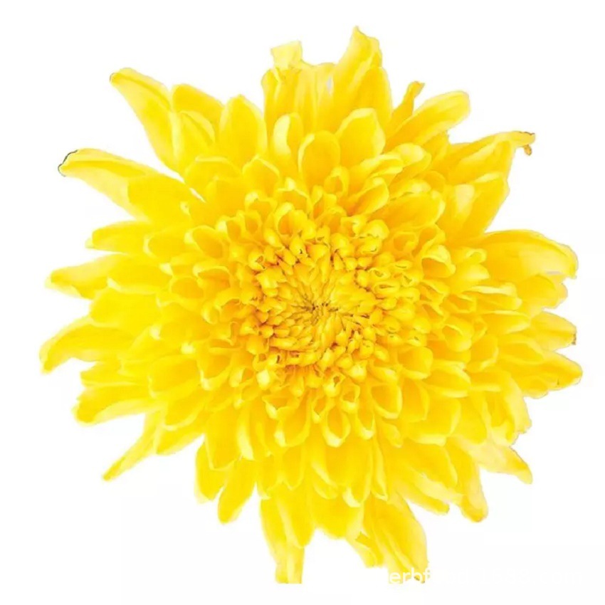 Golden Silk Chrysanthemum Tea Huang Ju Whole Flower Loose Herbal Tea 1 Piece Cup specifications