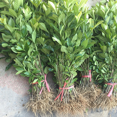 Big leaf Gardenia Lobular Gardenia Evergreen highly flavored type flowers and plants engineering green Seedlings Base wholesale