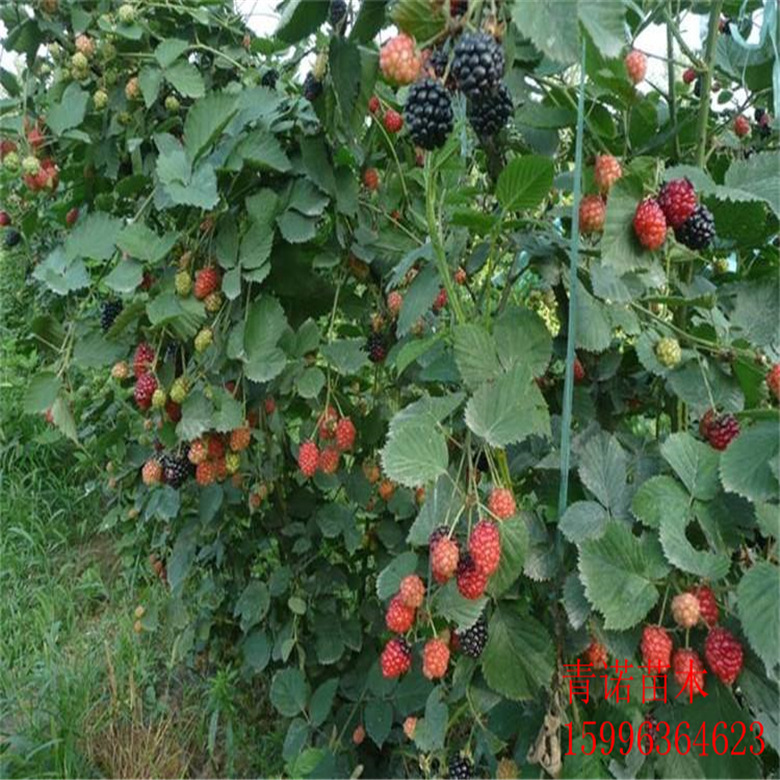 基地直销当年结果红树莓苗 双季红树莓 华东覆盆子苗 可盆栽
