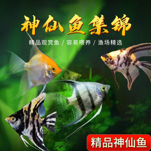 �����~�^�p�~�����~���~�Ꭷ�~�������ɼt�^��ɫ������С����