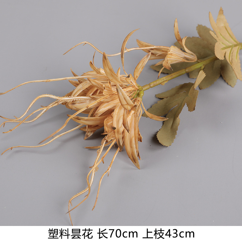 단일 epiphyllum