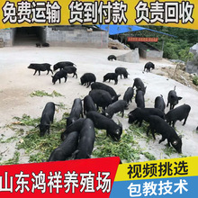 山东鸿祥藏香猪养殖场 大量供应优质藏香猪苗 藏香猪苗多少钱只