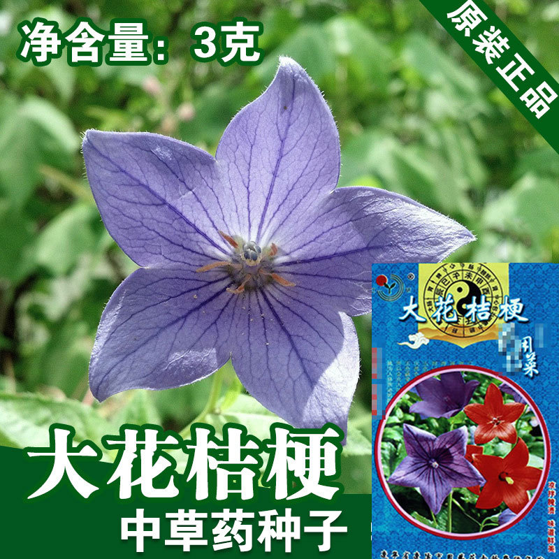 中草药种子大花桔梗籽蔬菜种子批发菜种菜籽种子公司草药种籽