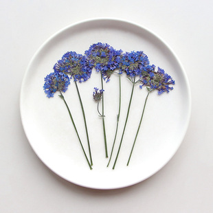 Willow Verbena Dried Flower Embossed Plant Specimen Bookmark Photo Frame diy Drop Glue Baffle Table Lamp Flower Material Wholesale