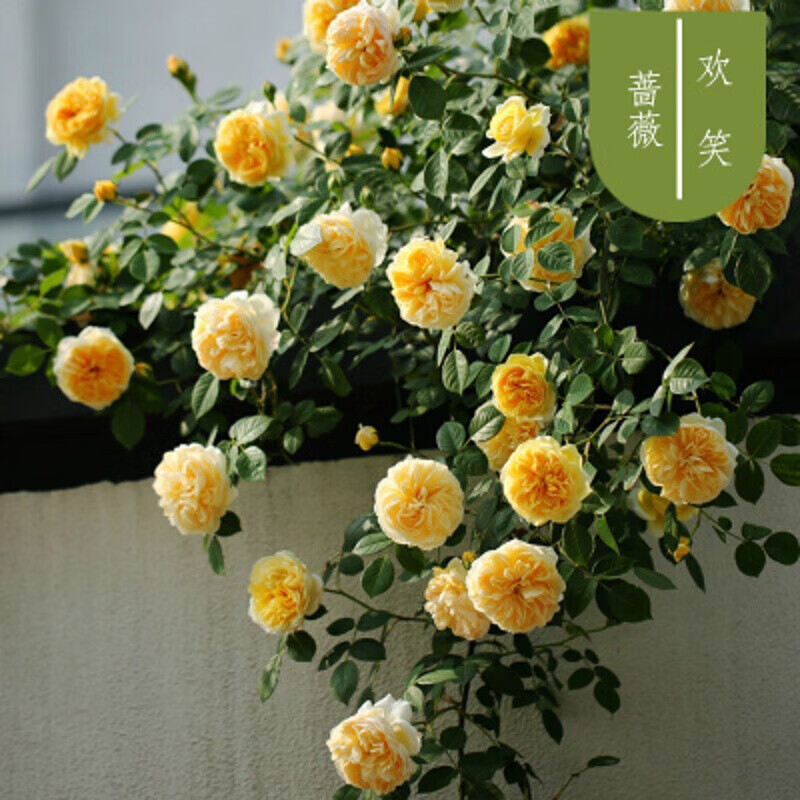 【15.8元三颗】蔷薇花苗爬藤植物 玫瑰月季花苗 盆栽地栽大花浓香