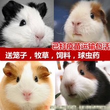 ���m�i��������w������m�����̺��ò��������ë���B���w����