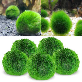 鱼缸水草植物活体生态瓶海藻球水族箱造景装饰 绿藻球藻批发2-7cm