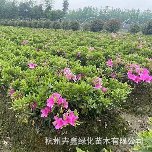 [Базовые прямые продажи] Весенний шарик из меха кукушки/большая чашка/маленькая чашка/цветной блок/фиолетовая кукушка/Ся Хуан и другие характеристики