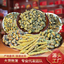 霍山新铁皮石斛四年生胶质浓郁种植多规格.大货批龙头凤尾药材
