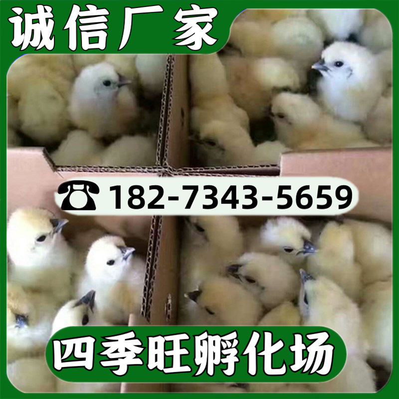 乌骨鸡      1.jpg