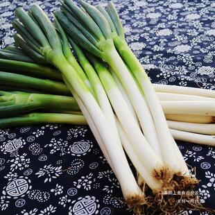 ɽ�|���[���r���[�ؼ�10/5���F�U���[�������L��ë�[պ�u���[���]