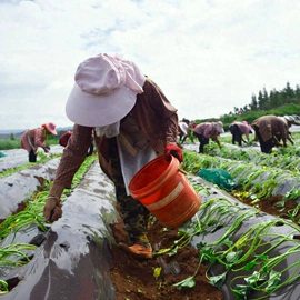 农用薄膜;其他塑料薄膜;降解薄膜