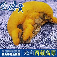 西藏金边桑黄野生桑树桑黄灵芝野生桑黄整枝灵芝片100克