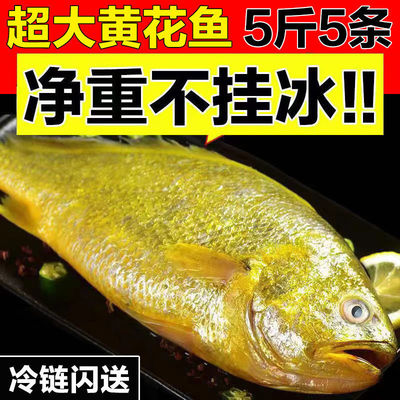 Large yellow croaker fresh wholesale Fresh Yellow croaker Freezing Seafood fresh  Yellow croaker