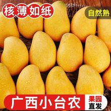 广西新鲜小台农芒果10斤鸡蛋芒应季水果现摘热带芒果整箱包邮3斤