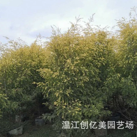 Melaleuca Golden Ball Золотой аромат ива оптом Двор Пейзаж озеленение саженцев деревьев Melaleuca Золотая чашка саженцев