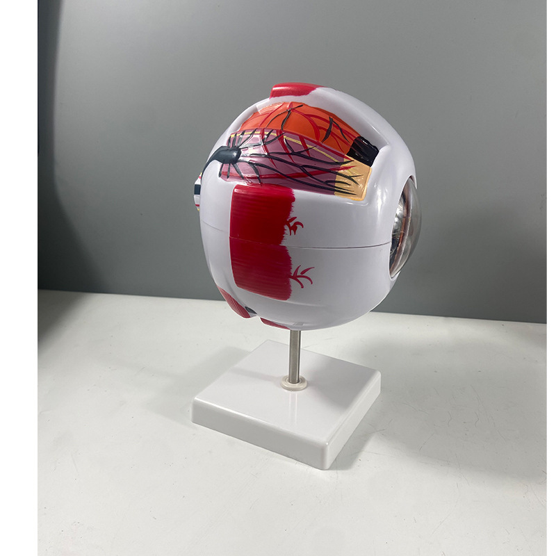 6X Magnified Eyeball Model Human Eyeball Model Facial Features Eye Structure Anatomy Teaching Model Medicine 6X Magnified Eyeball Model Human Eyeball Model Facial Features Eye Structure Anatomy Teaching Model Medicine