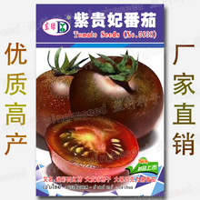 紫貴妃番茄種籽 約100粒大果型大柿子大皮球巧克力迷彩黑西紅柿種