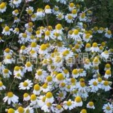 供应德国洋甘菊油 蓝色洋甘菊油 CAS 8002-66-2 母菊油