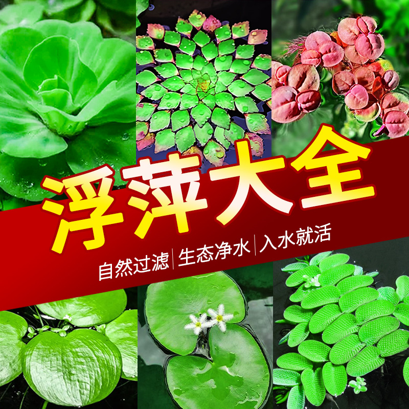 净水浮萍水草大全古法鱼缸造景水培一叶莲水芙蓉槐叶萍草场直发