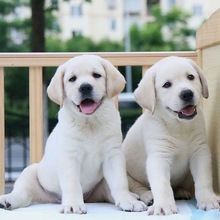 纯种拉布拉多幼犬奶白色黑色拉布拉多导盲犬神犬小七活体宠物狗狗