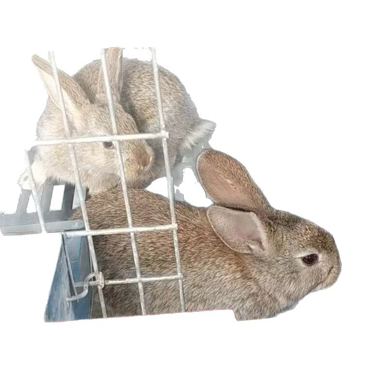 Rabbit, wholesale, Belgium