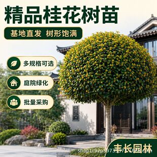 ��Ʒ�𻨘��箔���_��������ͥԺ�e�����ԸߗU�����Դ���ι�