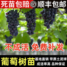 �����mꖹ�õ���{��ʯ����ͥԺ�����Ϸ������Nֲ�޷�o�����ј���