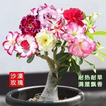 沙漠玫瑰玫瑰花四季花开多色重瓣室内阳台盆栽五颜六色的花好养活