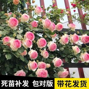 ��ɫ��ɳ��ʯ�Nޱ�����ٱ��¼�ͥԺ����ֲ�ﻨ������õ���ļ��_��