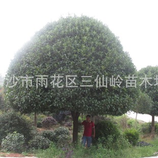 �r���𻨘� ����8����С���� ���Դ��𻨈DƬ ����r��