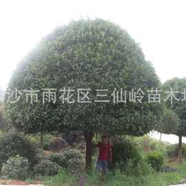 农户桂花树 湖南8公分小桂花苗 移栽大金桂花图片 桂花苗价格