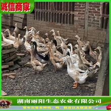 ��������w���l���϶൰������һ���g�������������M�ṩ�Bֳ���g