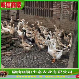 ��������w���l���϶൰������һ���g�������������M�ṩ�Bֳ���g