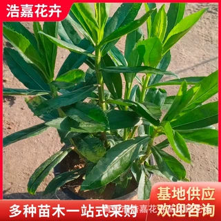 假龙头小苗盆栽 五一租摆用绿化苗木多年生宿根花卉假龙头花苗