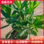 绿化多年生盆栽宿根花苗