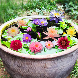 ��˯ɏ�N���K����ֲ��ɻ�ˮ�B������ɏ���o��ѿ�����_��ˮ��ֲ��