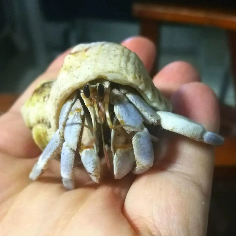 Детские ленивые питомцы Land hermit crabs — наземные ручные крабы, живые пресноводные ягоды, короткий хвост, серо-белые тёмно-фиолетовые декоративные крабы