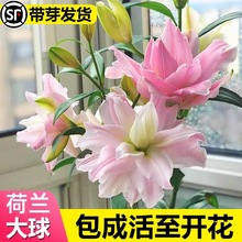 重瓣香水百合花种球四季开花带芽浓香特大球包对版黄天霸百合种球