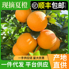 正宗秭归夏橙脐橙高山橙子产地新鲜现摘现发当季时令水果批发