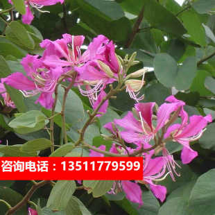 山玉蘭種子圖片 海量高清山玉蘭種子圖片大全 阿里巴巴