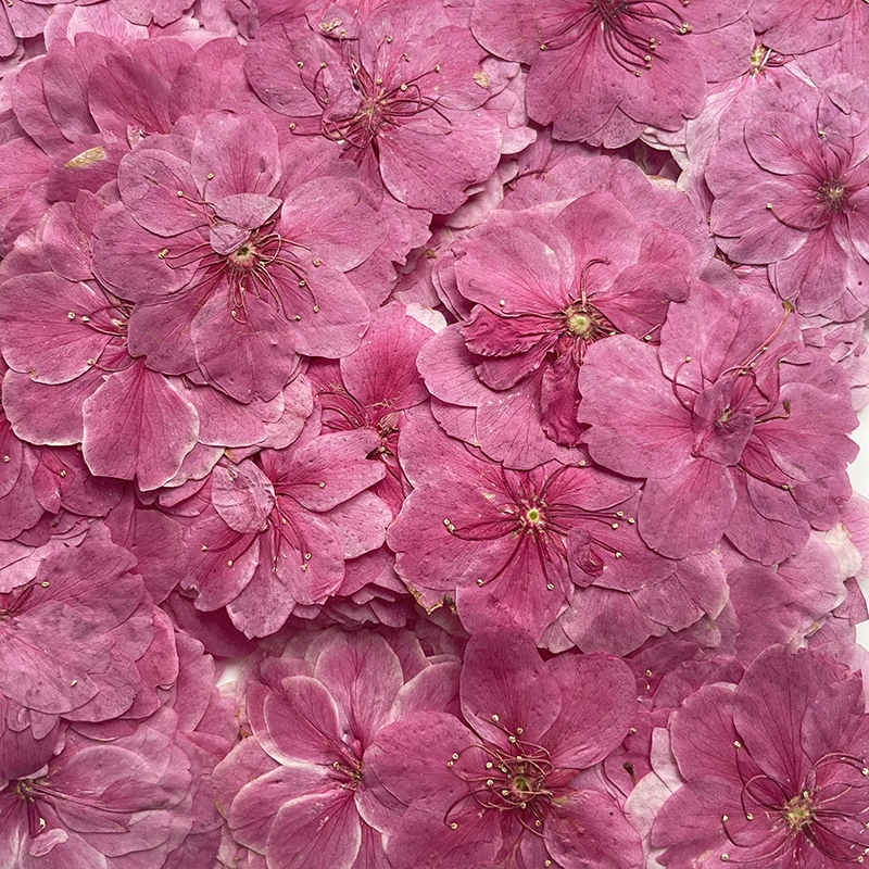 Вишневый цвет сушеный цветок образец растения с тиснением ручной Клей Фоторамка ручной счет Закладка желе свеча ручной счет цветочный материал