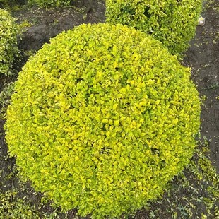 Wholesale of Large Quantities of Shiny Ligustrum Balls P50-180Cm with High-Quality Roots and High Survival Rate for Gardens